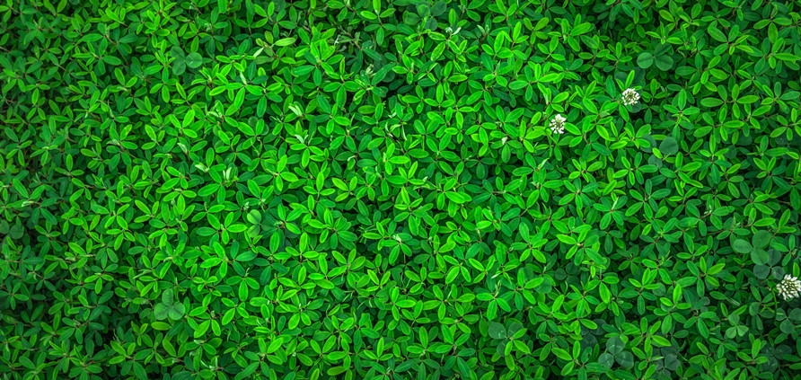 leaf-1498985_1.jpg